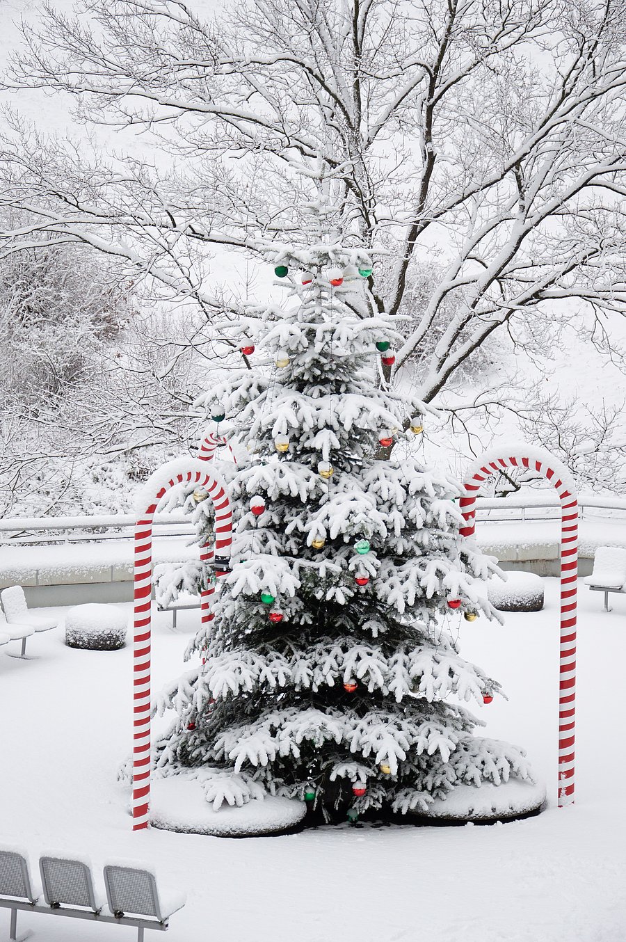 Ein verschneiter Weihnachtsbaum, der vor der Mensa der Universität Wuppertal steht.