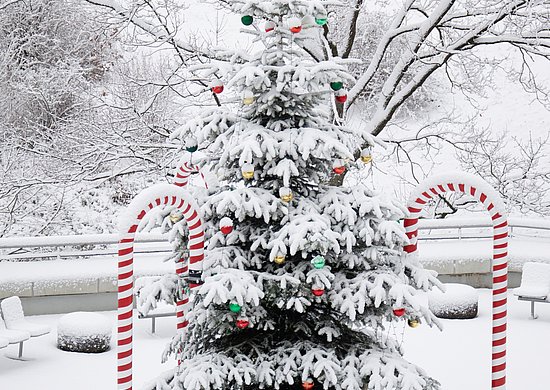 Ein verschneiter Weihnachtsbaum, der vor der Mensa der Universität Wuppertal steht.
